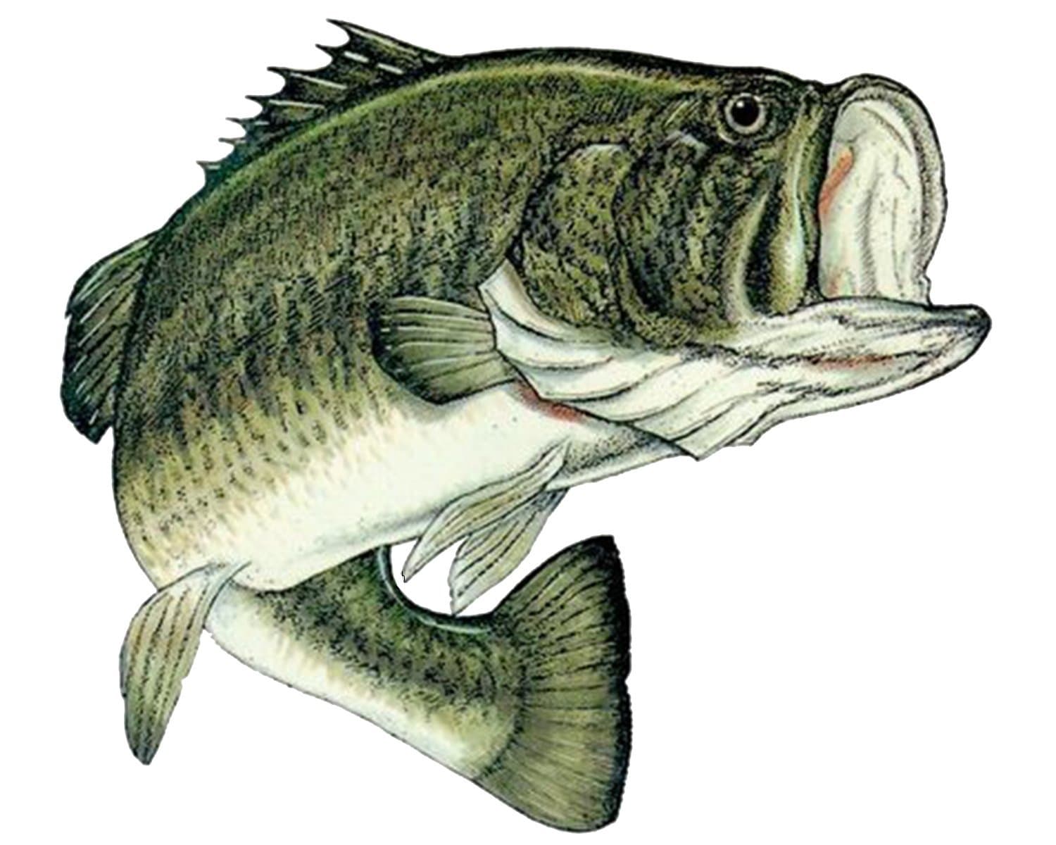 Rogue River Tactical Bass Fishing Decal Sticker for Car Truck Boat RV
| Real Life Bass Fishing Decal Sticker for Car Bo